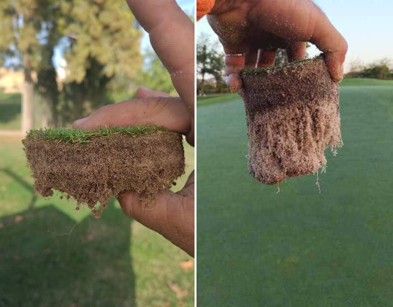 Comparativa de raíces de césped en un campo de golf: a la izquierda sin productos ecológicos, a la derecha con productos ecológicos