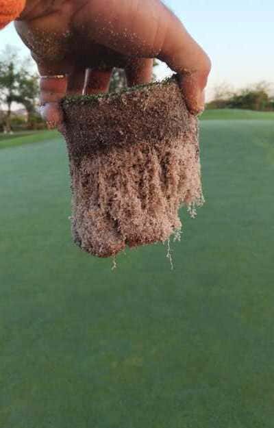 Muestra de césped de un campo de golf con raíces largas y densas, con productos ecológicos