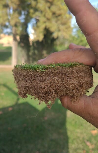 Muestra de césped de un campo de golf con raíces cortas, sin productos ecológicos