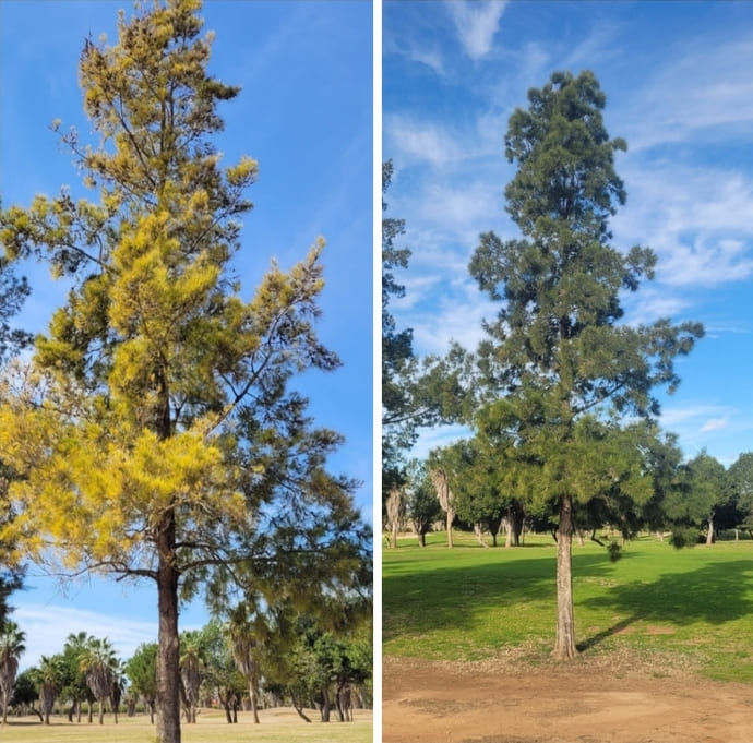 Casuarina antes y después del tratamiento ecológico: a la izquierda con follaje amarillento, a la derecha con follaje verde