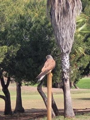 Cernícalo posado sobre un poste de madera, junto a pinos y palmeras