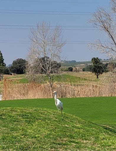 Garza blanca sobre el césped de un campo de golf, junto a un cañaveral