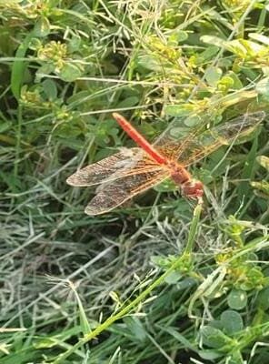 Libélula roja posada sobre el césped